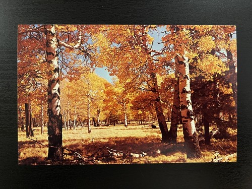 Yellow aspens flagstaff - yellow,